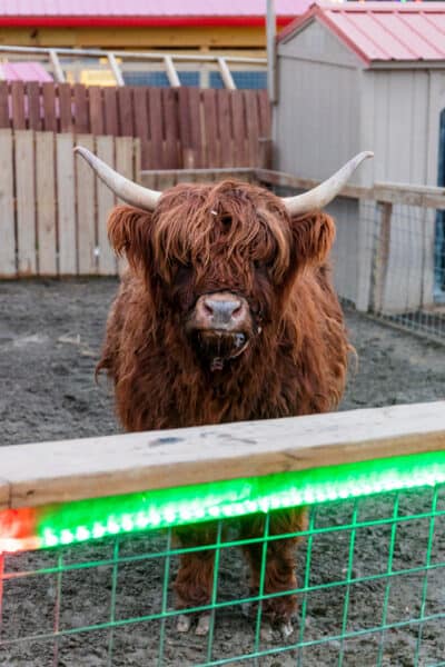 Highland Cow at the Animal Adventure Park in Broome County NY