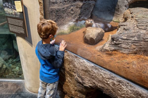 Boy looking at an otter at the Wild Center in the Adirondacks.