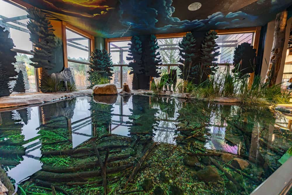 Exploring the Incredible Wild Center in Tupper Lake Uncovering New York