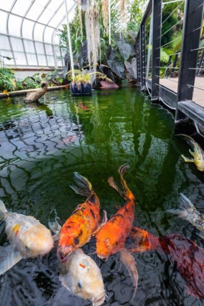 Koi pond at the Buffalo and Erie County Botanical Gardens in Buffalo New York