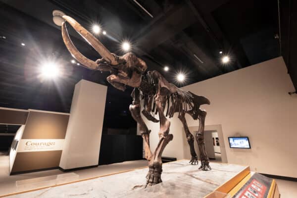 Cohoes Mastodon fossil on display at the New York State Museum in Albany New York