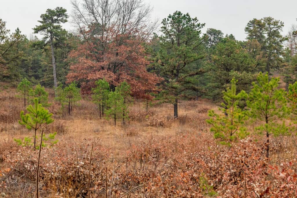 Hiking Through the Incredibly Unique Albany Pine Bush Preserve