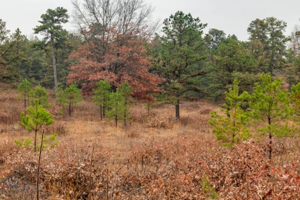 Looking out over the Albany Pine Bush Preserve near Albany, NY