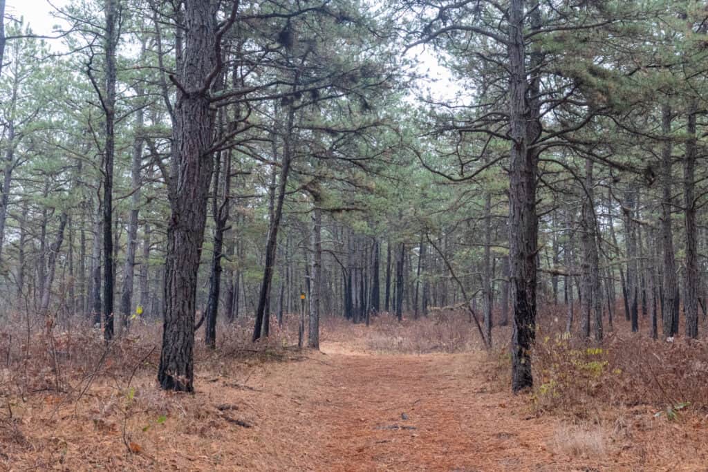 Hiking Through the Incredibly Unique Albany Pine Bush Preserve