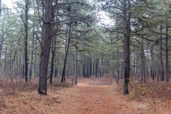 Looking down a tree-lined trail in the Albany Pine Bush Preserve in New York