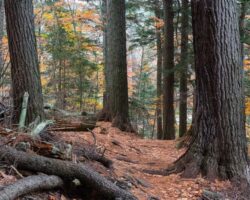 Hiking the Cathedral Pines Trail in the Adirondacks