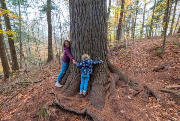 Two people hugging a massive White Pine Tree in the Adirondacks