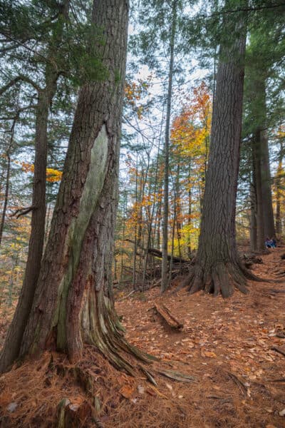 Large White Pines on the Cathedral Pines Trail in Hamilton County New York