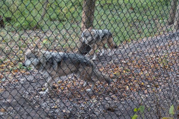 Wolves running through their cages at the Utica Zoo in New York