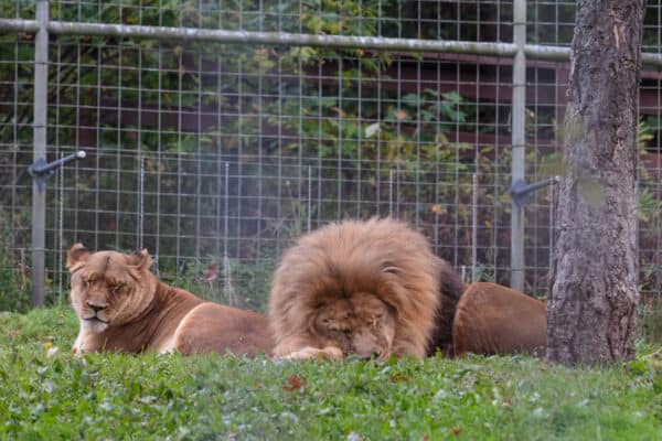 Lions at the Utica Zoo in Central New York