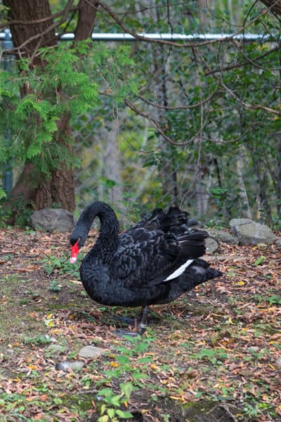 Black swan on display at the Utica Zoo in Oneida County NY