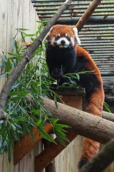Red panda at the Utica Zoo in Central New York