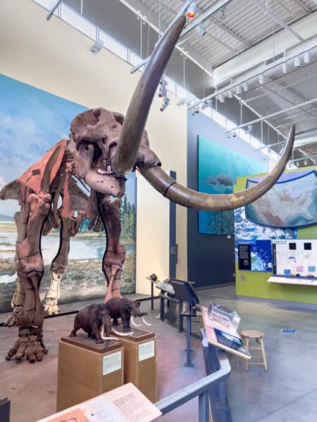 The Hyde Park Mastodon on display in the Museum of the Earth in Ithaca New York