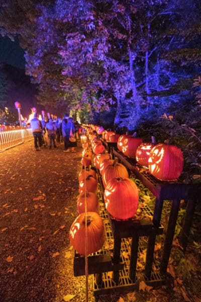 Jack O'Lanterns on display at the Pumpkin Blaze in Cronton-on Hudson New York