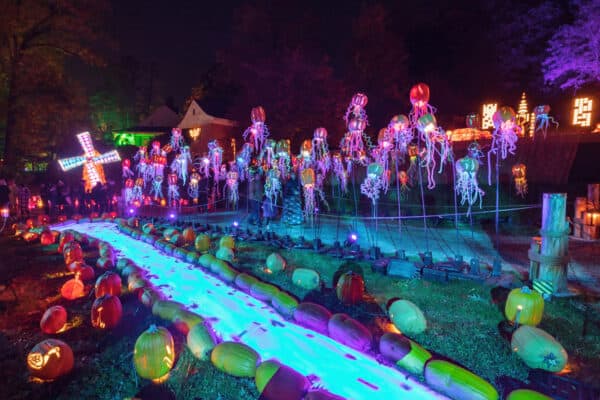 Jellyfish pumpkins at the Jack O'Lantern Blaze in Westchester County NY