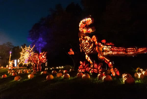 Dinosaur pumpkin carvings at the Great Jack O'Lantern Blaze in Westechester County NY