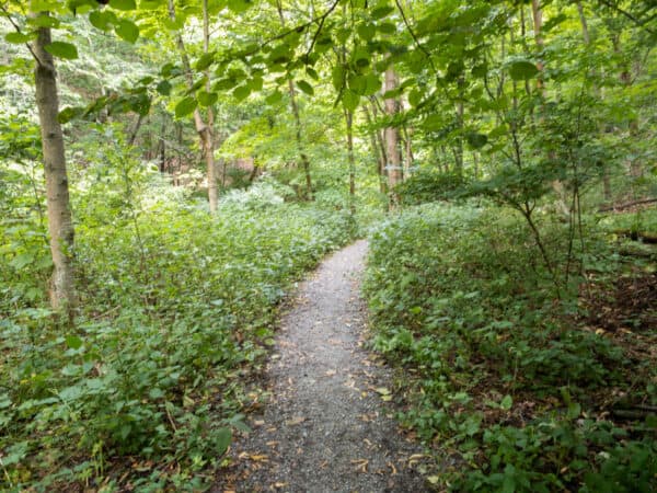 Trail to Deckertown Falls near Watkins Glen NY