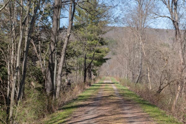 Tree Identification Trail in Robert Riddell State Park in Otsego County New York