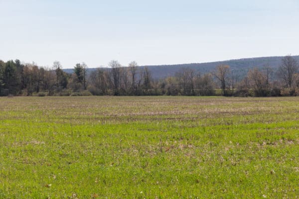 Field in Robert V Riddell State Park in Central New York