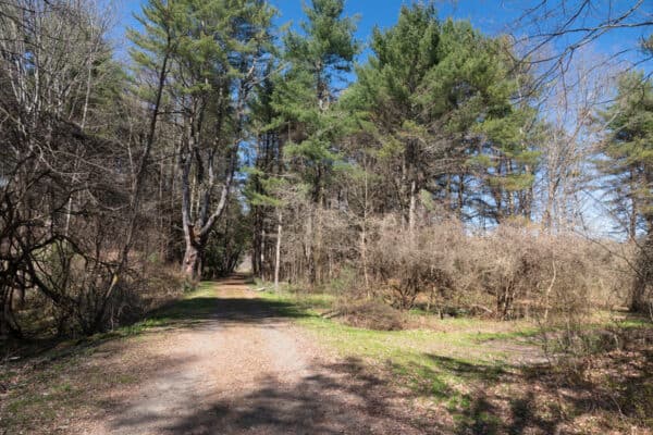 Trail through Robert V Riddell State Park near Cooperstown New York