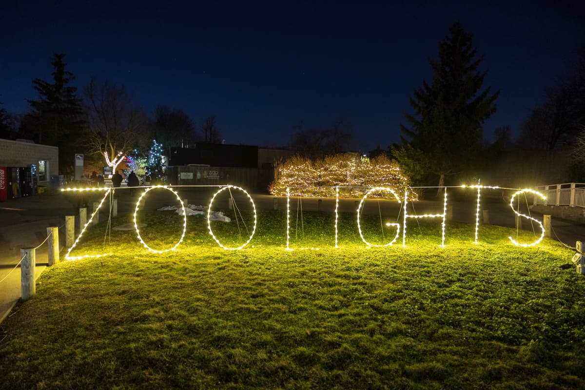 Festive Holiday Fun at Wild Winter Lights at the Buffalo Zoo