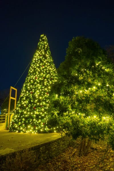 The large Christmas tree at the center of Zoo Lights in Buffalo New York