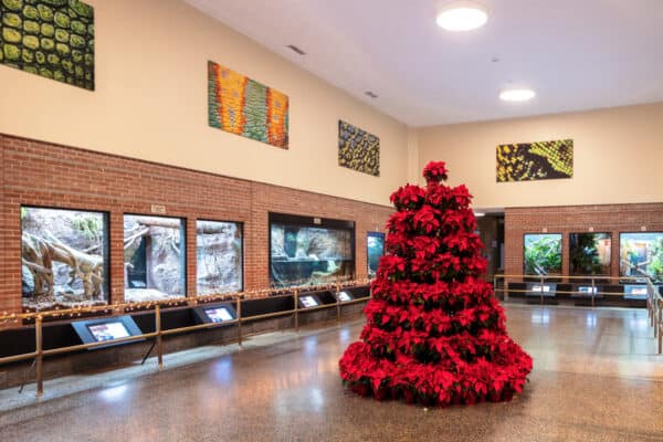 Christmas decorations inside the Amphibians and Reptiles Center at the Buffalo Zoo during Zoo Lights