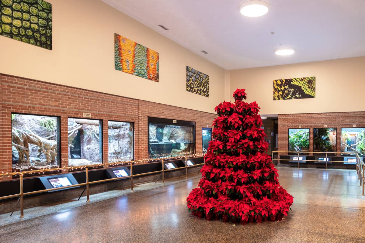 Festive Holiday Fun at Wild Winter Lights at the Buffalo Zoo Uncovering New York