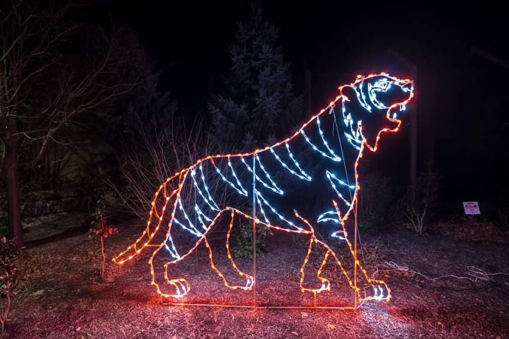 Tiger light at the Christmas Zoo Lights at the Buffalo Zoo in New York