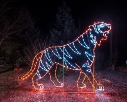 Festive Holiday Fun at Wild Winter Lights at the Buffalo Zoo