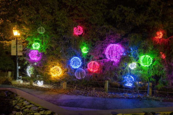 Colorful orbs in trees at Zoo Lights in Buffalo NY
