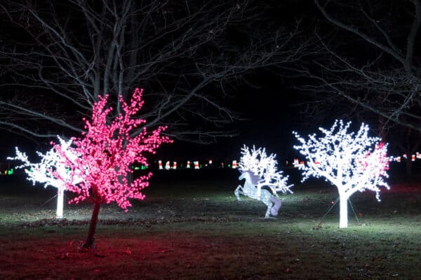 Wrapped trees at ROC Lights at Victor Hills in Ontario County NY