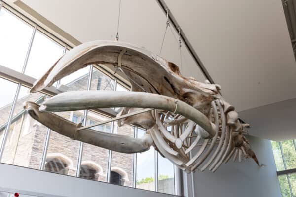 North American Right Whale skeleton at the Museum of the Earth in Ithaca New York