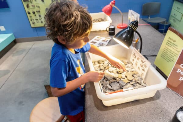 Boy digging for fossils at the Museum of the Earth in Ithaca New York