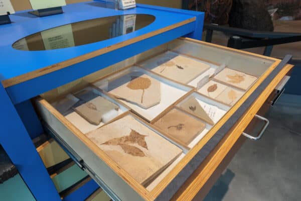 Drawer of plant fossils at the Museum of the Earth in New York
