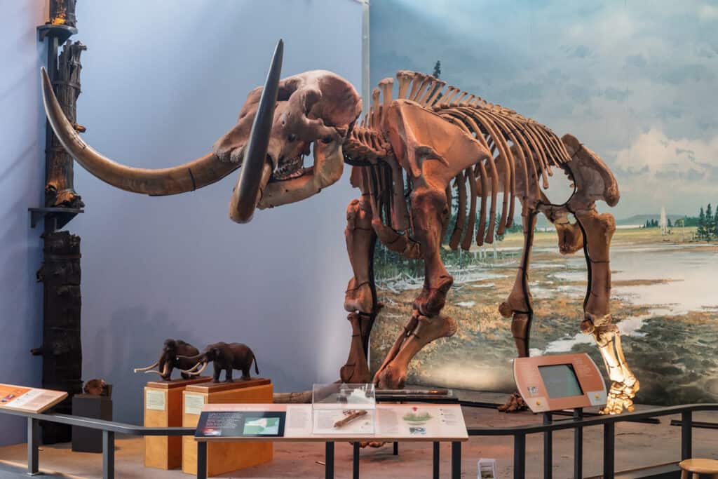 The Hyde Park Mastodon at the Museum of the Earth in Ithaca, NY