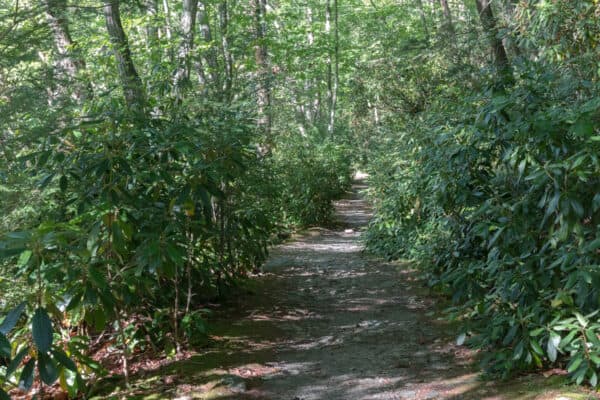 The Mongaup River Trail passes through the woods in Orange County New York