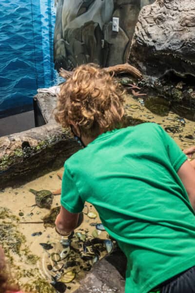 Boy at the Touch Tank at the Sciencenter in the Finger Lakes