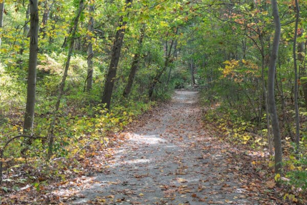 Trail on Little Stony Point surrounded by trees.