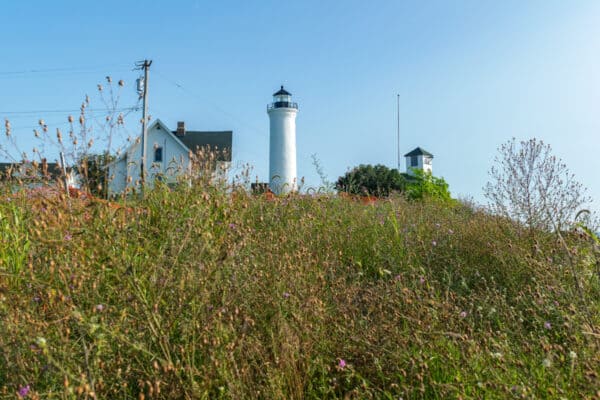 Wild flowers in the foreground with the Tibbetts Point Lighthouse near Cape Vincent, NY in the background.