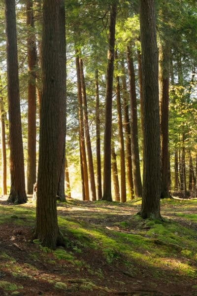 Sun shinning through trees at Rexford Falls in Oneida County NY