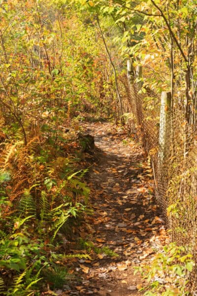 Trees surround a chainlink fence at Rexford Falls Park in Sherburne, New York