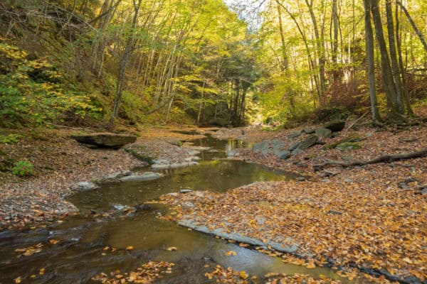 Autumn leaves surround Mad Brook in Oneida County NY